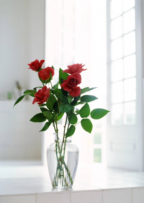 红色玫瑰花插花图片