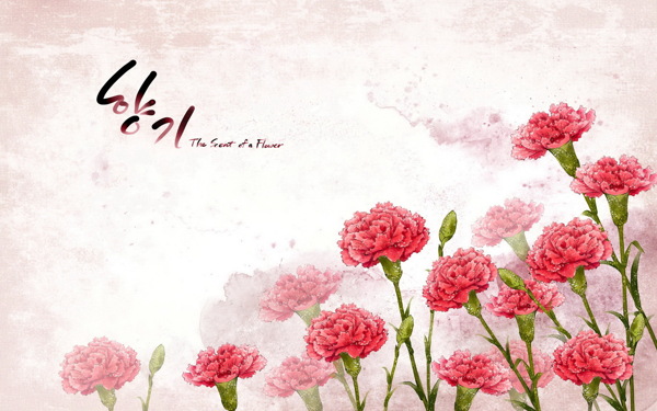 韩国风康乃馨背景图片