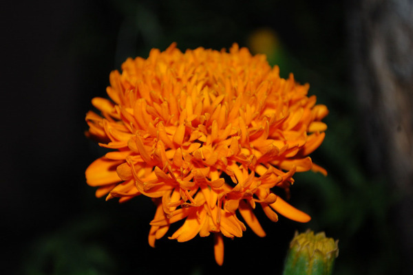 位图写实花卉植物花朵菊花免费素材