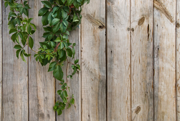 木墙门上的绿叶藤蔓