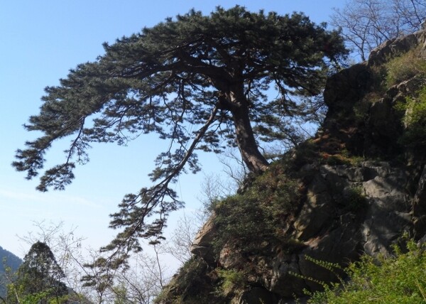 泰山迎客松图片