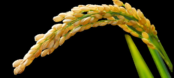 绿色生长中的水稻穗