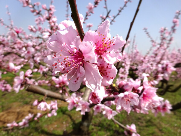 桃花