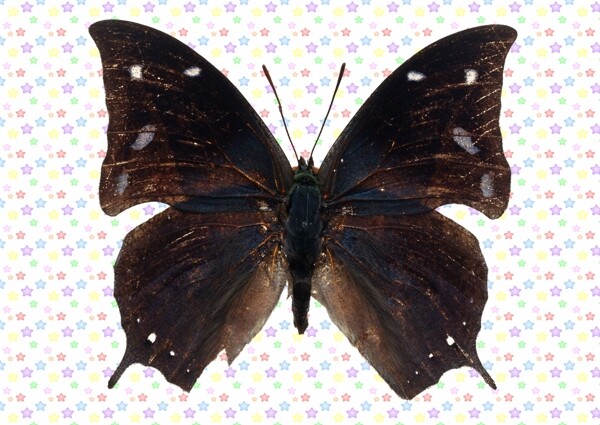 黑色白斑点凤蝶图片