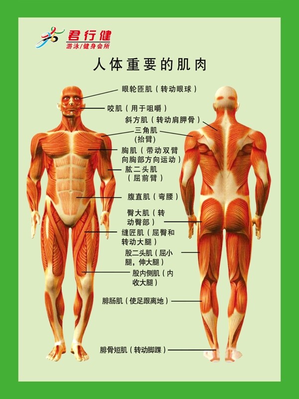 人体肌肉分布图片