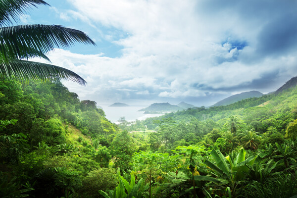 热带雨林风景