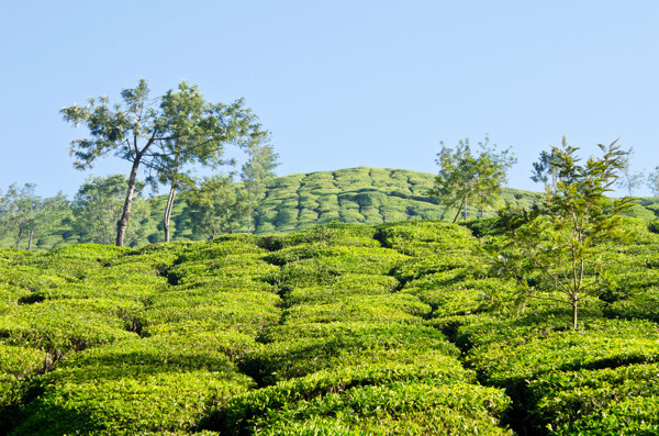 茶园风景图片