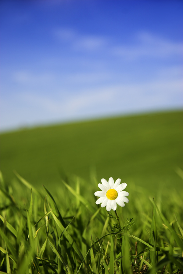 草地里的一朵白色小花