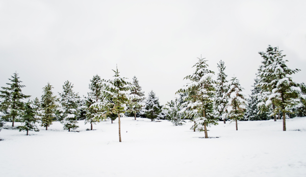 树林雪景摄影图图片