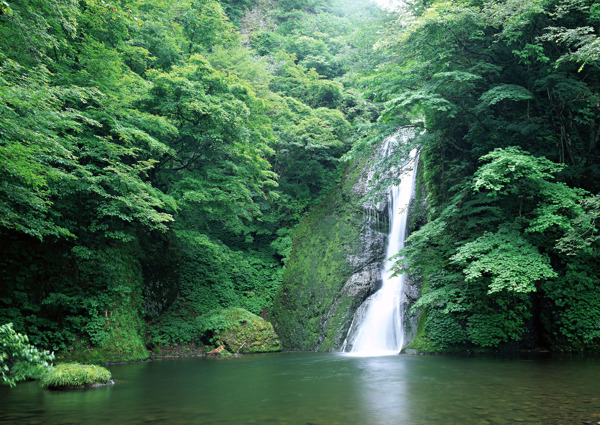 树植物水风景山