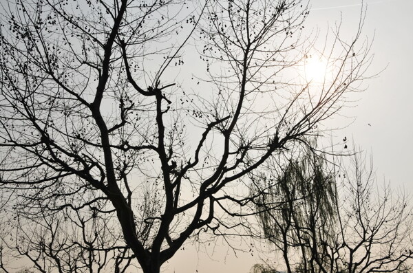 萧条的枯树图片