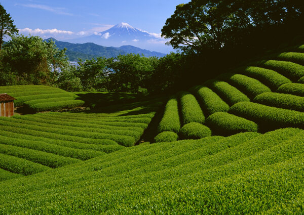 茶场茶叶茶园雪山