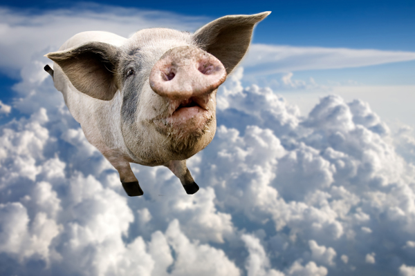 天空飞行的猪图片