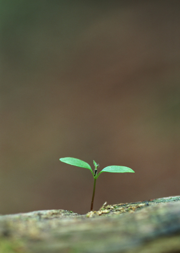 清新绿色小草苗图片