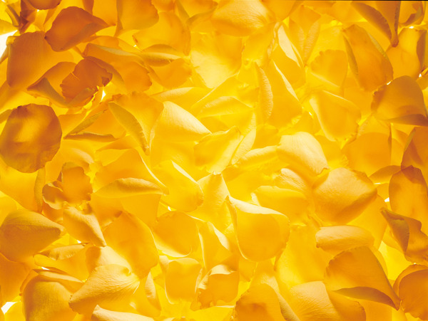 黄色花瓣图片