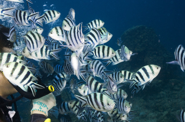 海洋生物