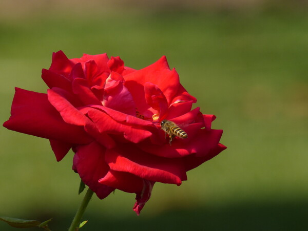 高清红色月季花图片