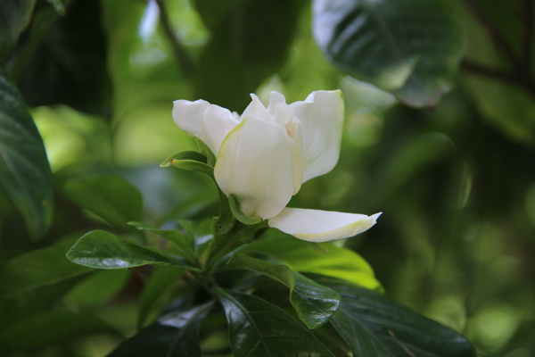 栀子花