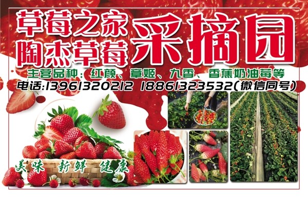 草莓采摘园广告