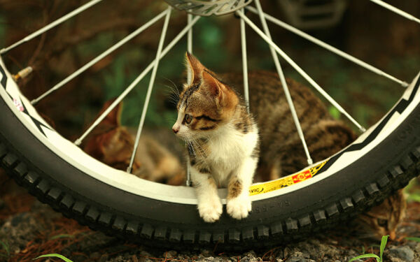 自行车和猫