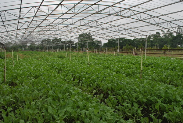 大棚蔬菜种植基地