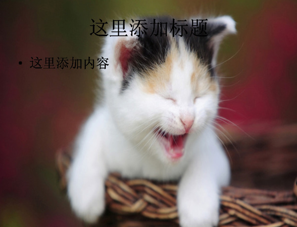 电脑ppt封面可爱小猫咪萌宠背景图片10