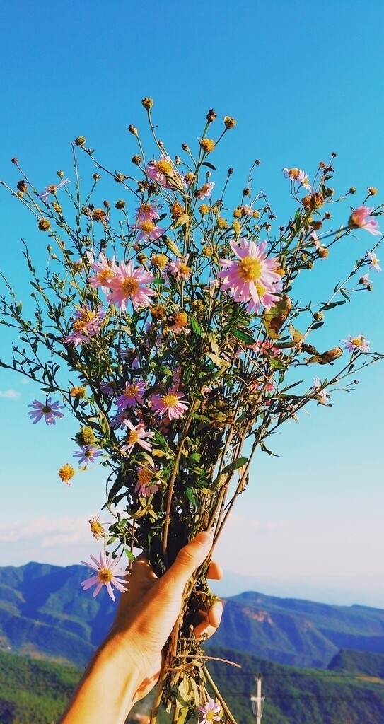 插花花瓶插花艺术花朵花图片