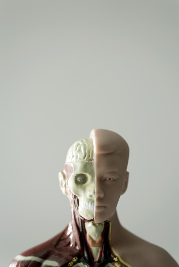 一个人体解剖模型对比图片