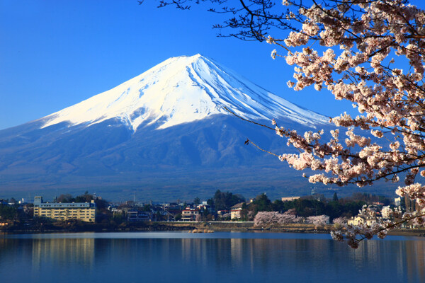 富士山樱花图片