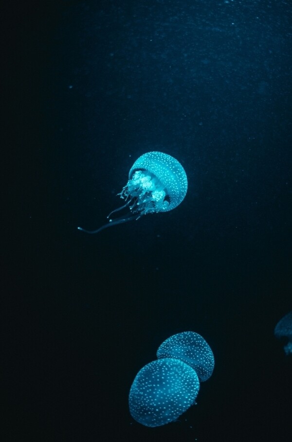 深海透明水母