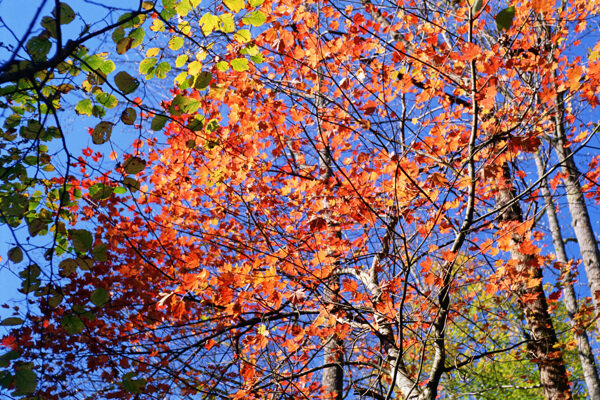 红色树叶风景图片图片