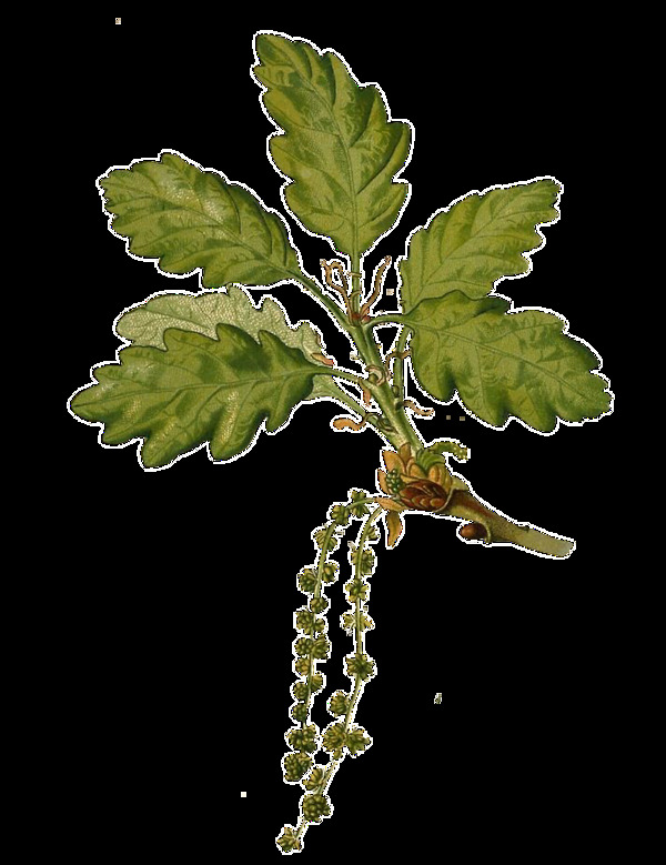 手绘水彩一棵绿叶植物透明装饰素材