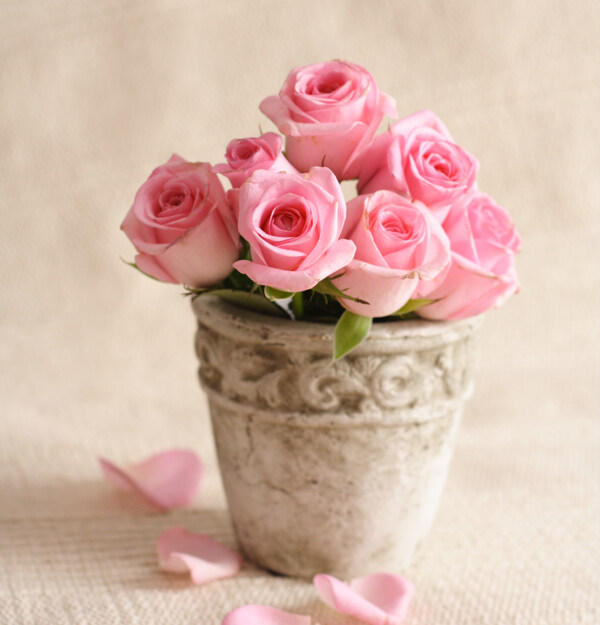 花盆里的玫瑰花图片