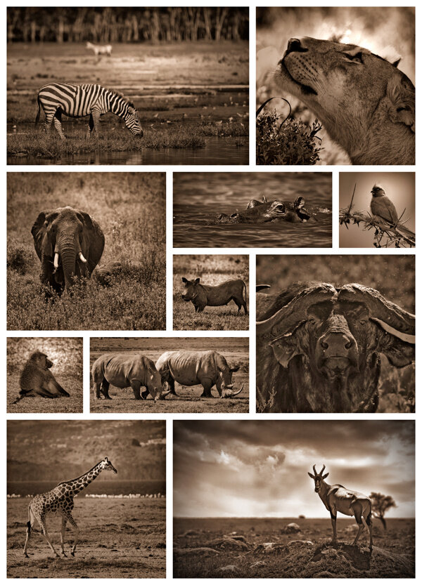 非洲动物黑白照片图片