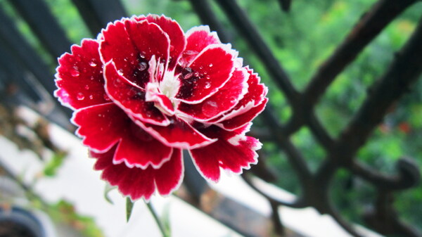 高清红色康乃馨花朵图片