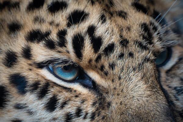 豹猫眼睛特写