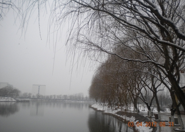 湖边柳岸雪景图片