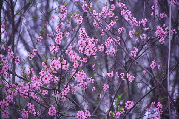 万紫千红桃花图片