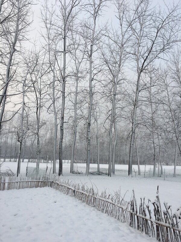 雪景大雪雪自然风景