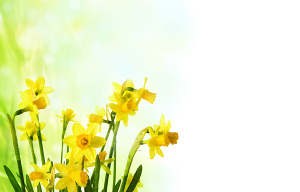 春天的鲜花黄花图片