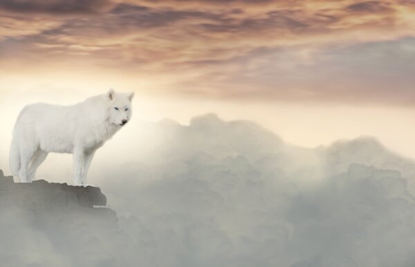 白狼图片