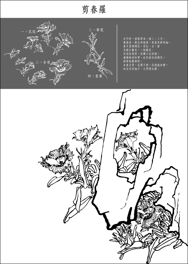 白描花稿剪春罗图片