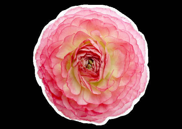 淡粉色清新玫瑰花产品实物