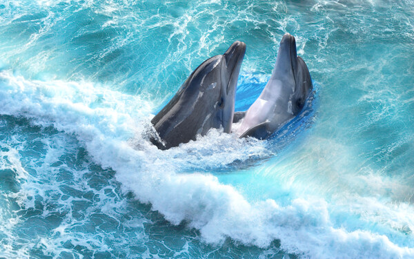 3D海豚画