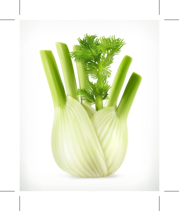 新鲜芹菜蔬菜矢量素材