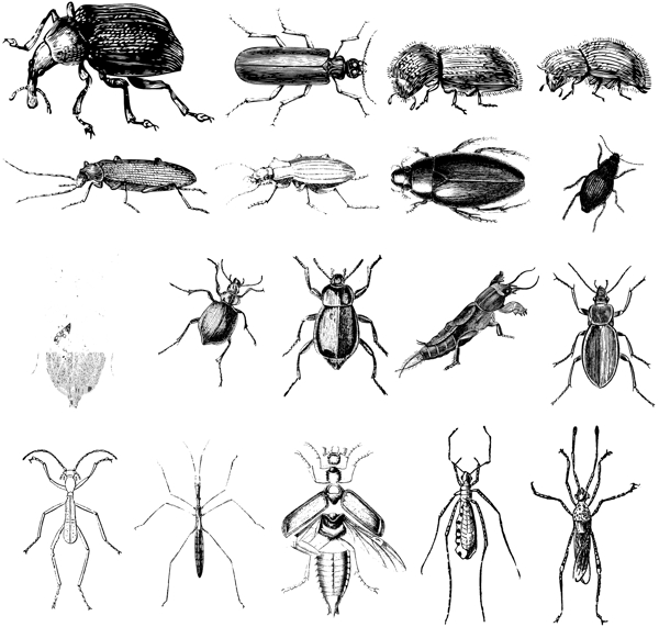 昆虫类欧美古典线条矢量素材