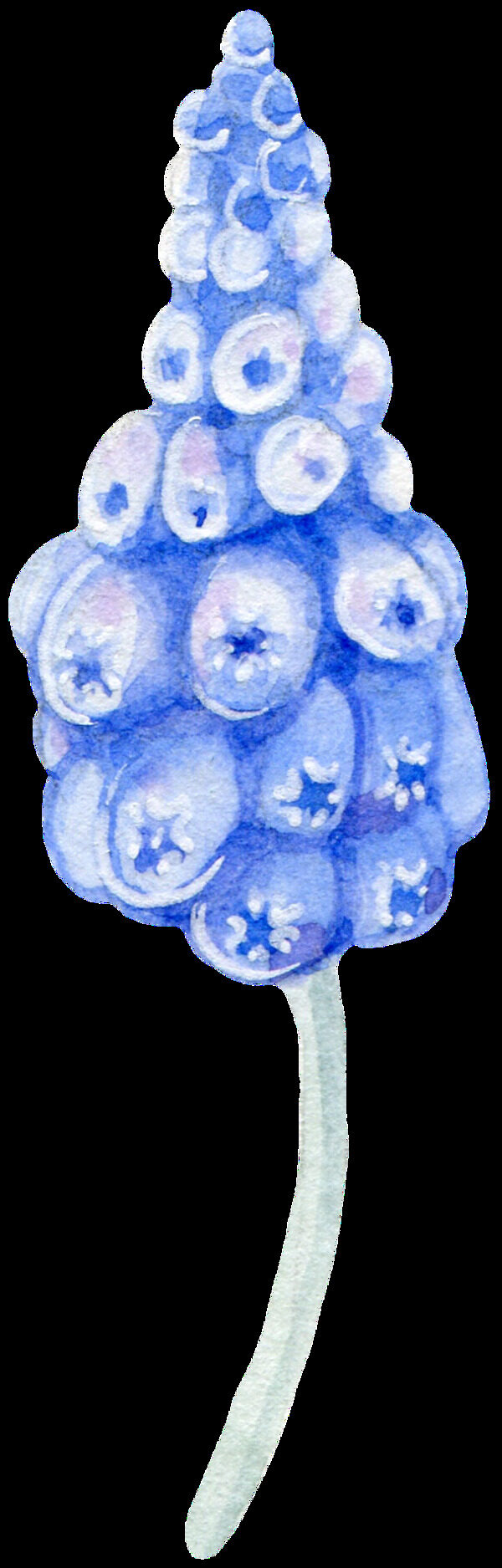 蓝莓透明装饰图案