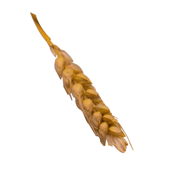 实拍黄色小麦稻穗