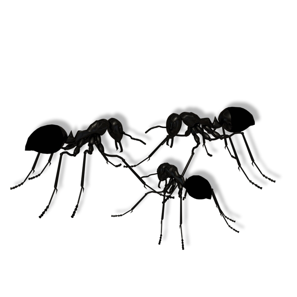 三只黑色的小蚂蚁