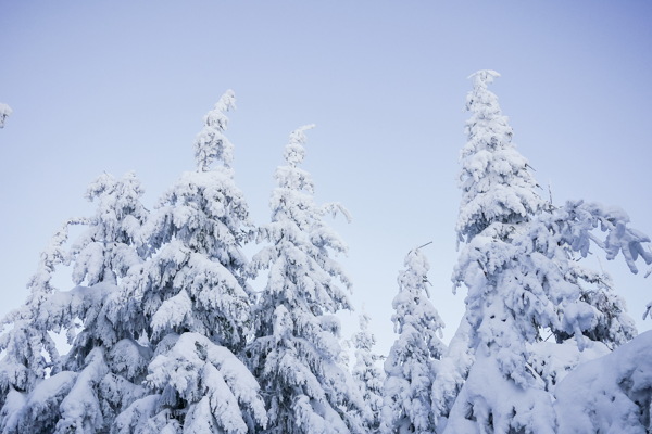 唯美冬季雪松风景图片